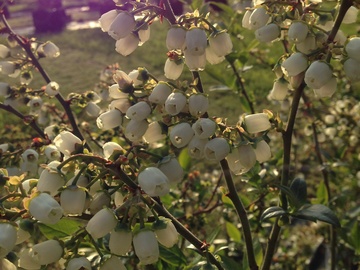 Flöter´s Heidelbeeren