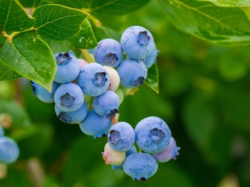 holler-heidelbeeren.de