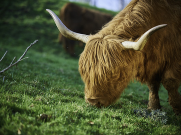 Highland Cattle Stroit