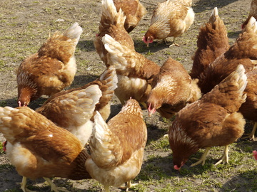 Gasthaus Wollenweber