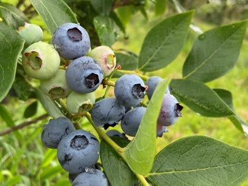Heidelbeeren Hamburg
