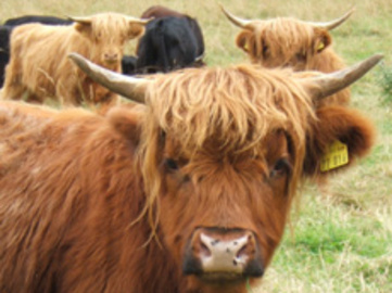 Highland Cattle von Schellerten