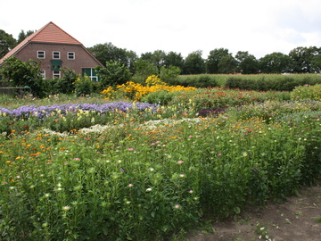 Blumenfeld Langediers